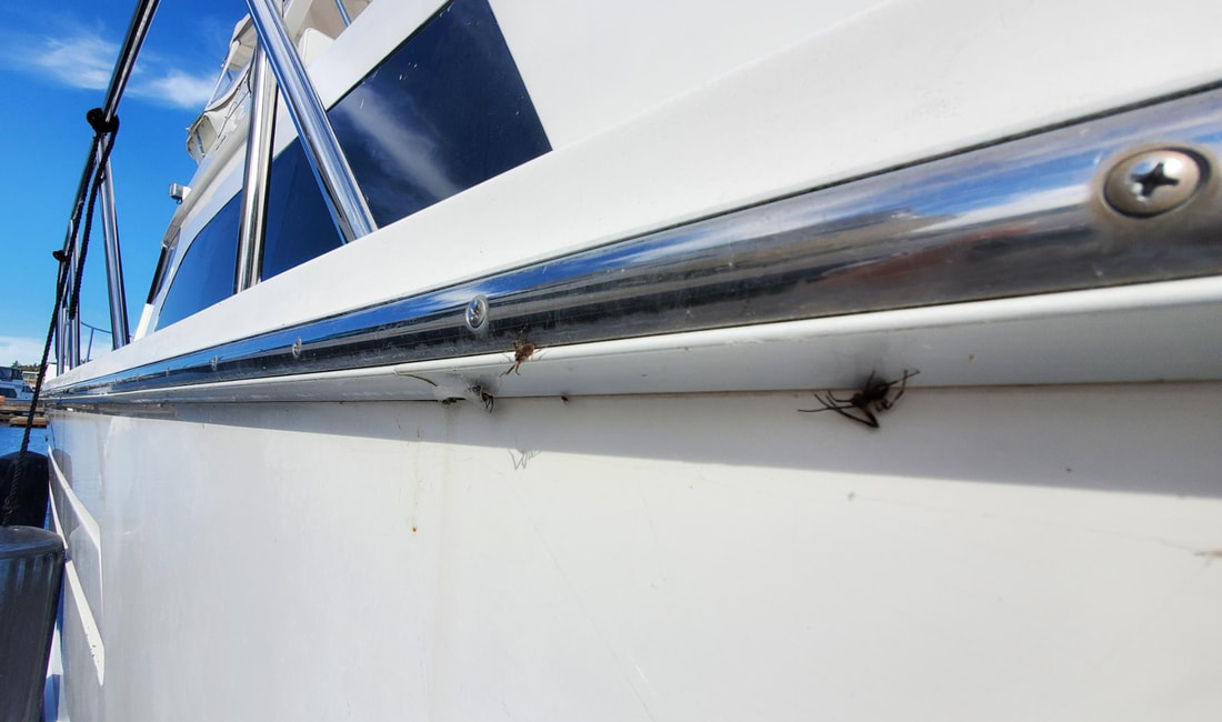 Spiders on a Boat